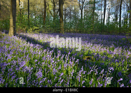 Glockenblumen in Micheldever Wäldern, Hampshire. BLUEBELL Hycanithoides non-Scripta (Liliaceae) Stockfoto