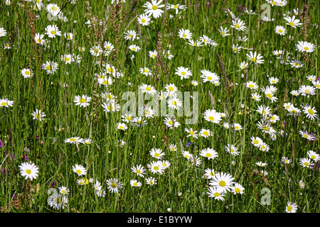 Wiese Mit Magerwiesen-Margeriten (Leucanthemum Vulgare), Auch Wiesen-Margerite Oder Wiesen-Wucherblume, Deutschland, Europa Stockfoto