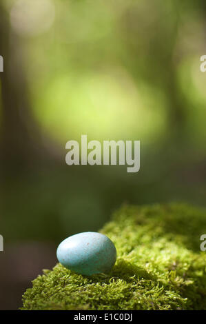 Vom Nest gefallenes Schwarzvogel-Ei saß auf einem moosigen Baum Stumpf in Waldgebiet Stockfoto