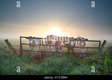 Kühe auf der nebligen Weide hinter Zaun bei Sonnenaufgang Stockfoto