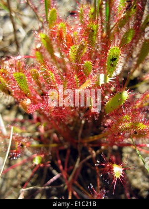 Der englische Sonnentau (Drosera anglica), der in den Mooren des Flathead National Forest gefunden wird, ist eine fleischfressende Pflanze, die für ihre unverwechselbaren, klebrigen Blätter bekannt ist, die Insekten fangen und verdauen. Diese einzigartige Art lebt in den Feuchtgebieten des Waldes. Stockfoto