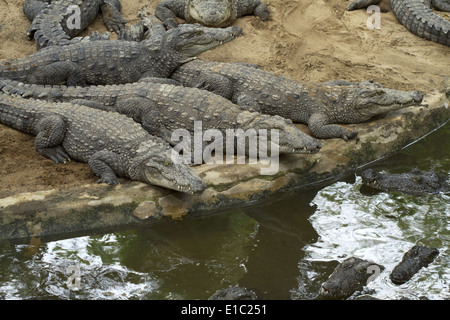 Straßenräuber Krokodile oder Sumpf Krokodile Crocodylus Palustris in der Sonne aalen. Mammalapuram, Tamil Nadu, Indien Stockfoto