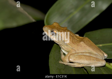 Gemeinsamen Laubfrosch, Polypedates Leucomystax, Goa, Indien Stockfoto