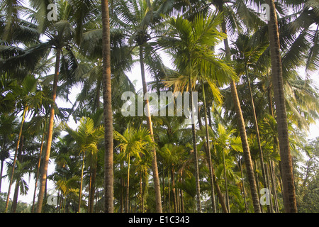 Areca Catechu, Betel Palm oder Betelnuss Plantage in der Nähe von Bhagvan Mahaveer Wildnis Sanctaury, Mollem, Goa Stockfoto