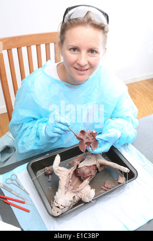 Weiblicher Medizinstudent in Anatomie Klasse sezieren einer fetalen Schweinehaltungsbetrieb Lunge Stockfoto