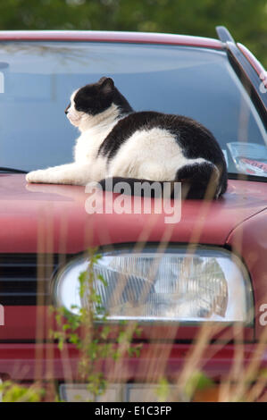 Schwarz-weiße Katze auf Motorhaube des Autos bei warmem Wetter sitzen Stockfoto