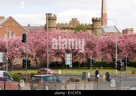 Kirschblüten vor dem Haupttor des Preston Gefängnisses Stockfoto