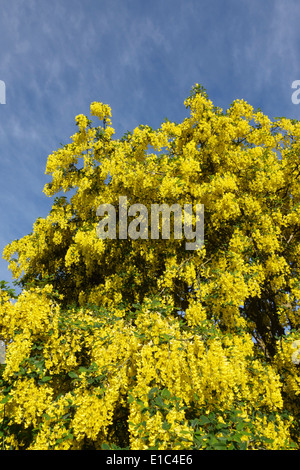 Ein Baum der Goldregen (Laburnum Anagyroides, auch bekannt als goldene Kette) in voller Blüte im Frühsommer, UK Stockfoto