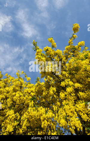 Ein Baum der Goldregen (Laburnum Anagyroides, auch bekannt als goldene Kette) in voller Blüte im Frühsommer, UK Stockfoto