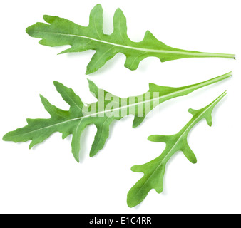 Grüne Rucola Blätter isoliert auf einem weißen Hintergrund. Stockfoto