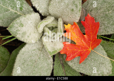 Ein Ahornblatt in herbstlichen Farben, ruht auf den Blättern des Lamms Ohren. Stockfoto