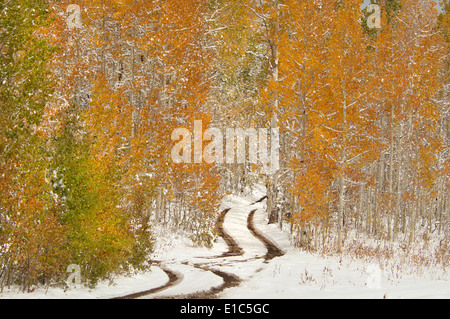 Eine Straße in der Uinta Mountains, mit leichten Schnee auf dem Boden. Stockfoto