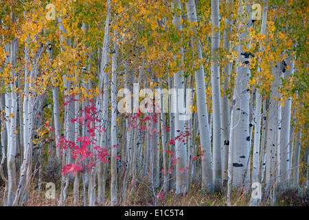 Ahorn und Espe Bäume in der National Forest von den Wasatch Mountains. Weiße Rinde und schlanken Baumstämmen. Stockfoto