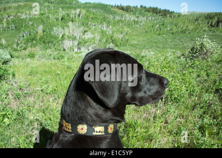 Ein schwarzer Labrador Hund groß Wiese Gras. Stockfoto