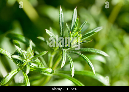 Goose grass Stockfoto