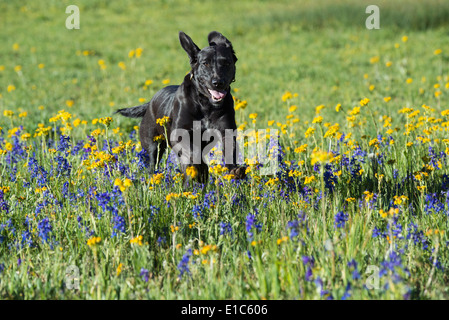 Ein schwarzer Labrador Hund groß Wiese Gras. Stockfoto