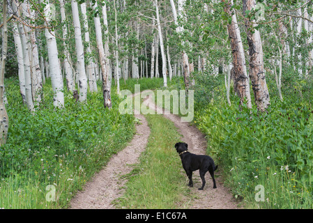 Ein schwarzer Labrador Hund stehend auf einem einsamen Weg durch aspen Wald. Stockfoto