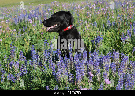 Ein schwarzer Labrador Hund sitzen in einem Bereich des hohen Grases und blauen Blüten. Stockfoto