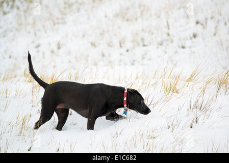 Ein schwarzer Labrador Hund im Schnee. Stockfoto