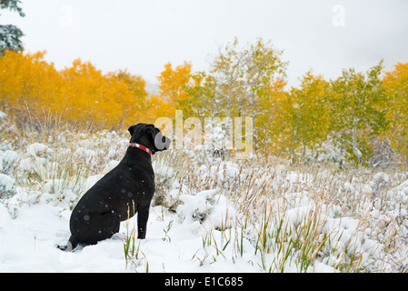 Ein schwarzer Labrador Hund im Schnee. Stockfoto