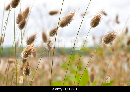 Bunny Schwanz Gras Stockfoto