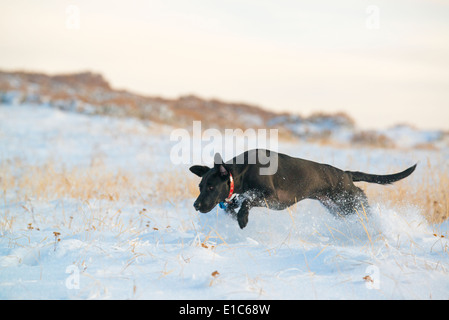 Ein schwarzer Labrador Hund Stockfoto