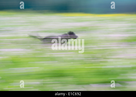 Ein schwarzer Labrador Hund läuft durch eine Wildblumenwiese. Stockfoto