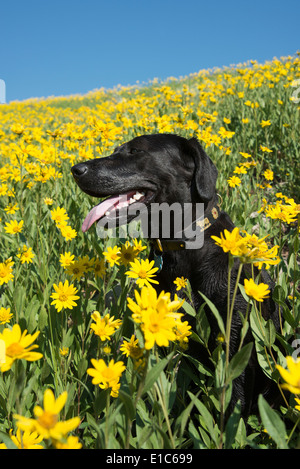 Ein schwarzer Labrador Hund auf einer Wiese von hellen gelben Wildblumen. Stockfoto