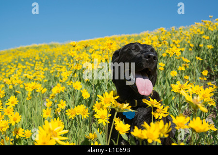 Ein schwarzer Labrador Hund auf einer Wiese von hellen gelben Wildblumen. Stockfoto