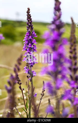 Salvia Stockfoto