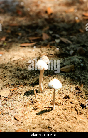 Gruppe von wilden Pilze wachsen auf einem Haufen von Pferd Kot Stockfoto