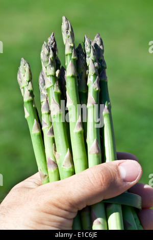 Spargel in der Hand des Menschen. Der Rasen ist im Hintergrund. Stockfoto
