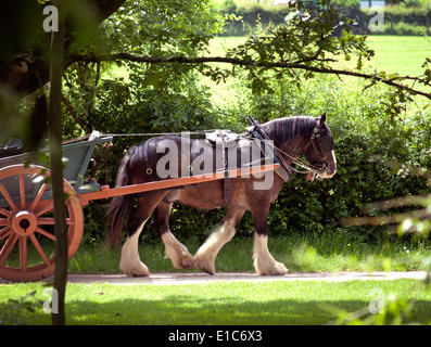 Ein Shire Pferd bei der Arbeit in der englischen Landschaft Stockfoto