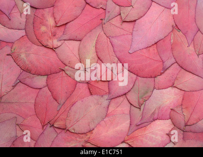 Schöne rote Blätter Hintergrund, natürliche Laub Textur, perfekt für text Stockfoto