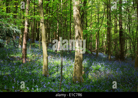 Glockenblumen in Wäldern in Surrey in der Nähe von Otford. Diesen Frühlingsblumen bedecken den Waldboden jedes Jahr. VEREINIGTES KÖNIGREICH. Stockfoto