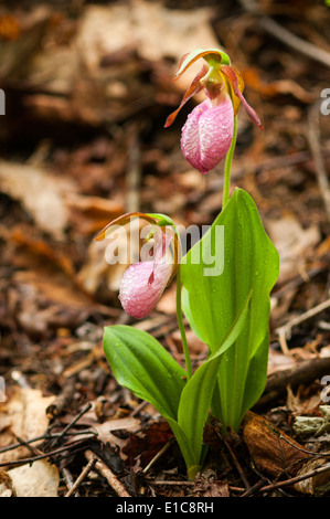 Pink Lady Slipper (Cypripedium Acaule) Orchideen in voller Blüte unter den Wald Unterwuchs. Stockfoto