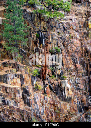 Zeder wächst in Felswand auf Glen Alpine Bachufer. In der Nähe von gefallenen Blatt Lake, Kalifornien Stockfoto