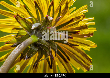 Nahaufnahme der Unterseite des gemeinsamen Löwenzahn (Taraxacum Officinale) in Blüte Stockfoto
