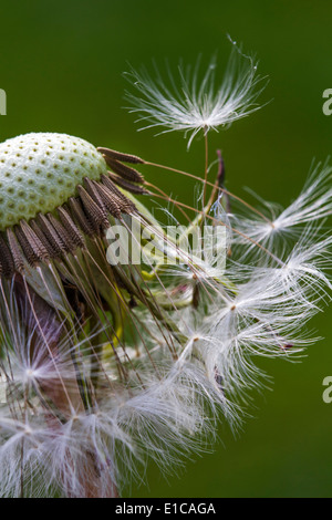 Gemeinsamen Löwenzahn (Taraxacum Officinale) Nahaufnahme von Saatgut Kopf zeigen Cypselae mit pappi Stockfoto