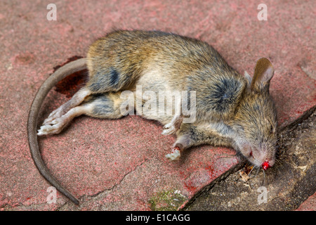 Juvenile braune Ratte / gemeinsame Ratte (Rattus Norvegicus) entstehende  Fallrohr auf Bürgersteig in Stadtstraße Stockfotografie - Alamy