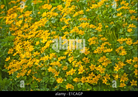 Nahaufnahme Detail der gelben Blüten auf Marsh Marigold Sumpfdotterblumen Pflanze Caltha palustris Stockfoto