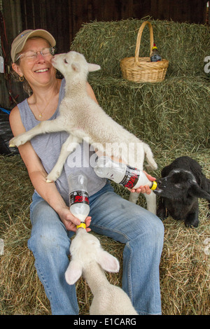 Landwirt Fütterung ihrer Flasche gefüttert Lämmer - eine leckt ihr Gesicht Stockfoto