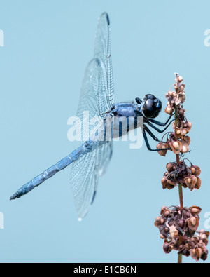 Schiefermineralität Abstreicheisen Libelle vor blauem Hintergrund Stockfoto