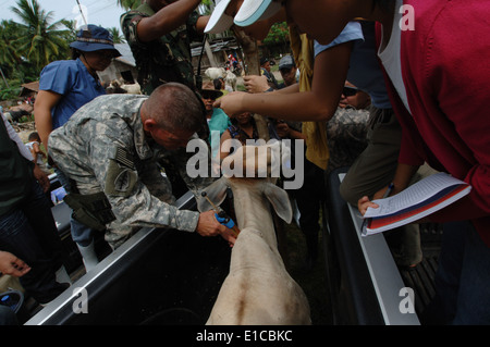 US Army Lieutenant Colonel Stephen Goldsmith injiziert Vitamine in einer Kuh mit Hilfe von Studenten der Universität von Southern Mindanao Stockfoto