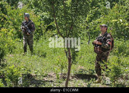 Afghan National Army Special Forces-Kommandos mit der 6. spezielle Operationen Kandak, durchführen eine Patrouille während einer Operation zur Niederschlagung von Aufständen 27. Mai 2014 im Bezirk Nejrab, Provinz Kapisa in Afghanistan. Stockfoto