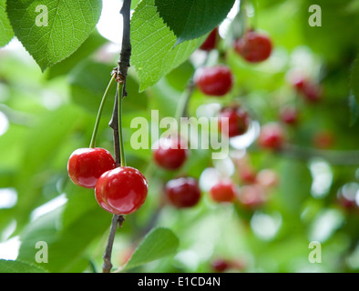 Zwei reife Kirschen hautnah auf einem Baum. Stockfoto