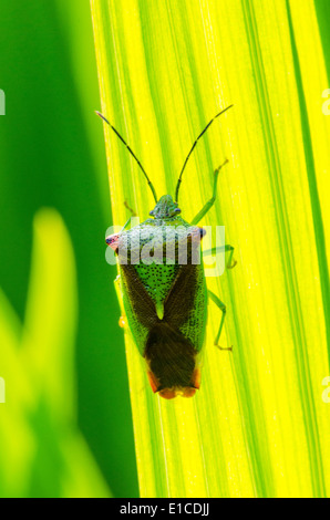 [Weißdorn Shieldbug] [Acanthosoma Haemorrhoidale] auf Reed Blatt. Sussex, UK. Mai Stockfoto