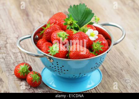 Frische Erdbeeren in blau Sieb Stockfoto