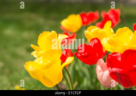 Gelb, rot und rosa Tulpen in einem sonnigen Frühlingsgarten Stockfoto