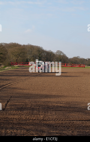 Calthorpe Farm, Ingham, Norwich. Norfolk. Selbstfahrende Feldspritze gesäten Zuckerrüben Feld Herbizid anwenden. Ausleger verlängert. Stockfoto